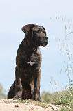 CANE CORSO 016